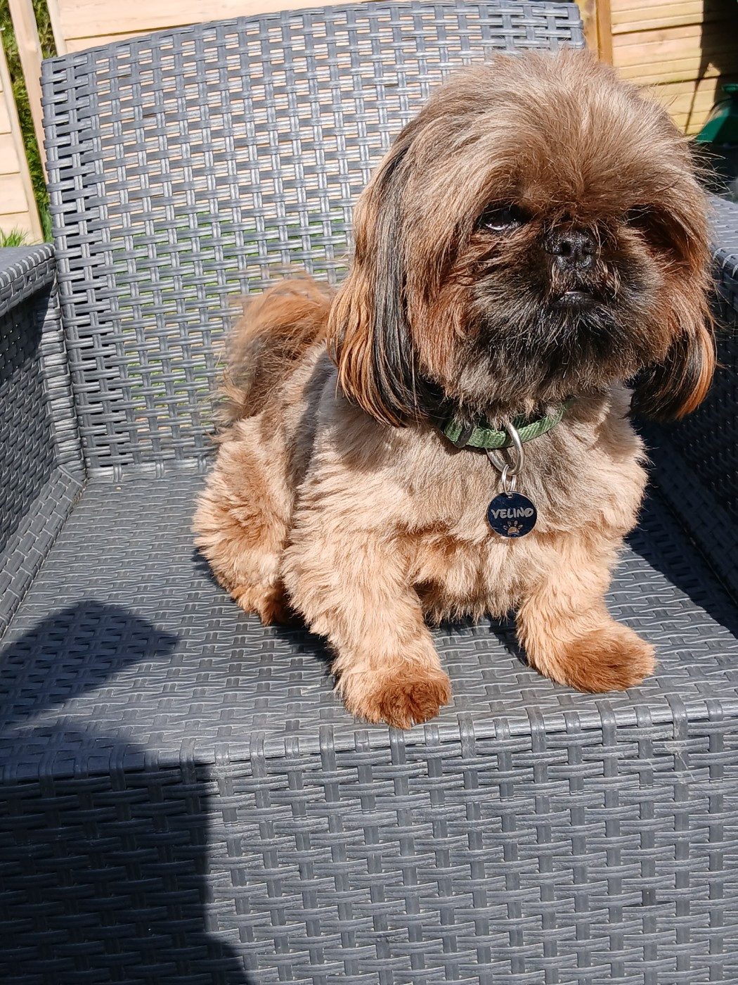 vélino de la ferme des mottes .