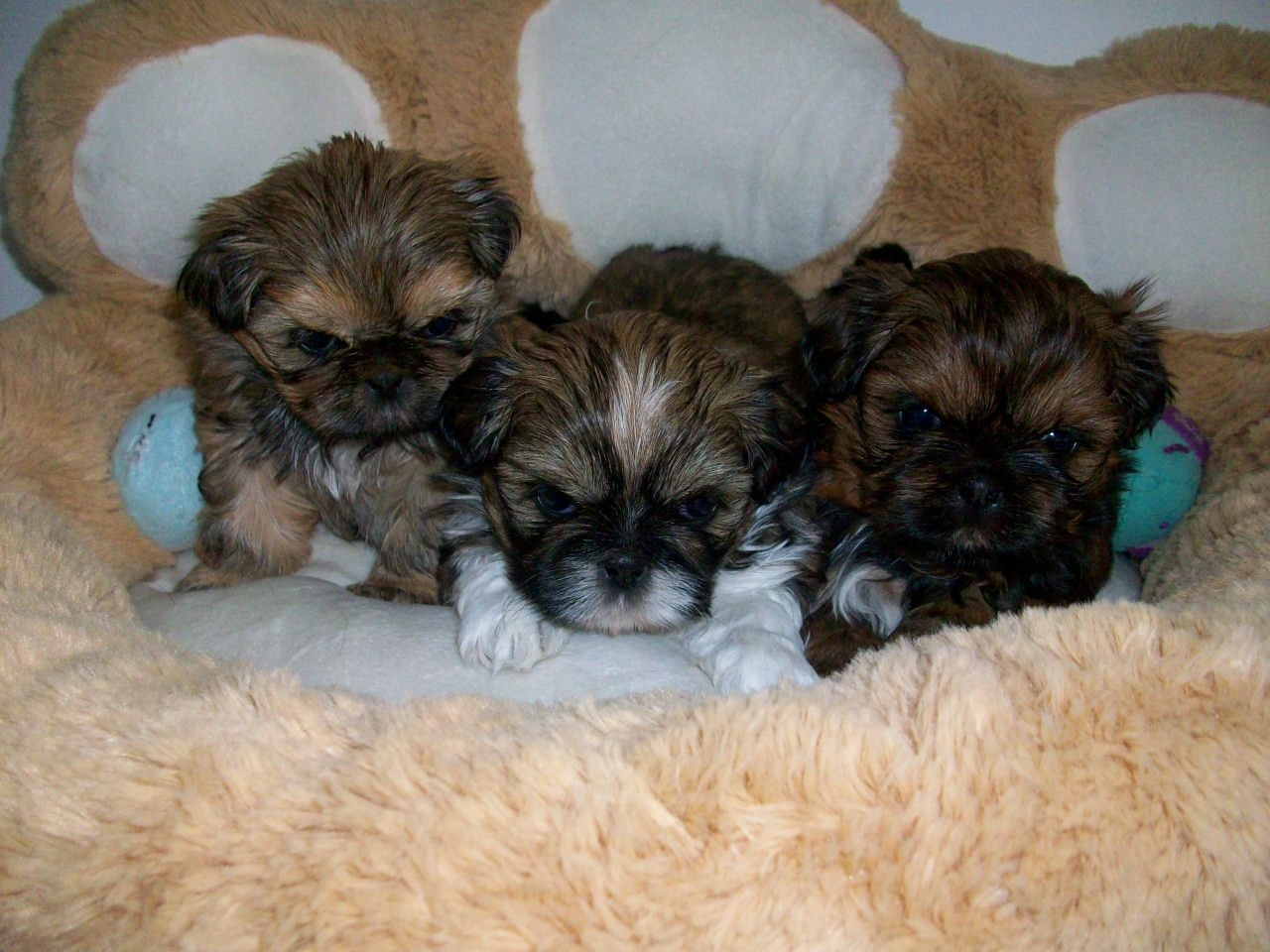 Du Manoir Des Dieux Du Ciel - Shih Tzu - Portée née le 11/03/2026