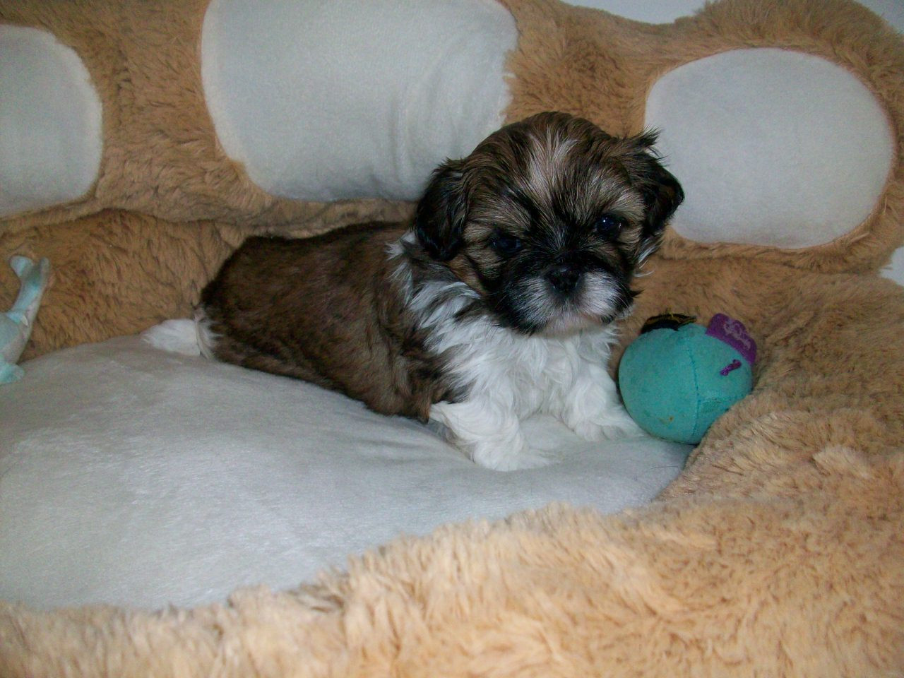Du Manoir Des Dieux Du Ciel - Chiots disponibles - Shih Tzu