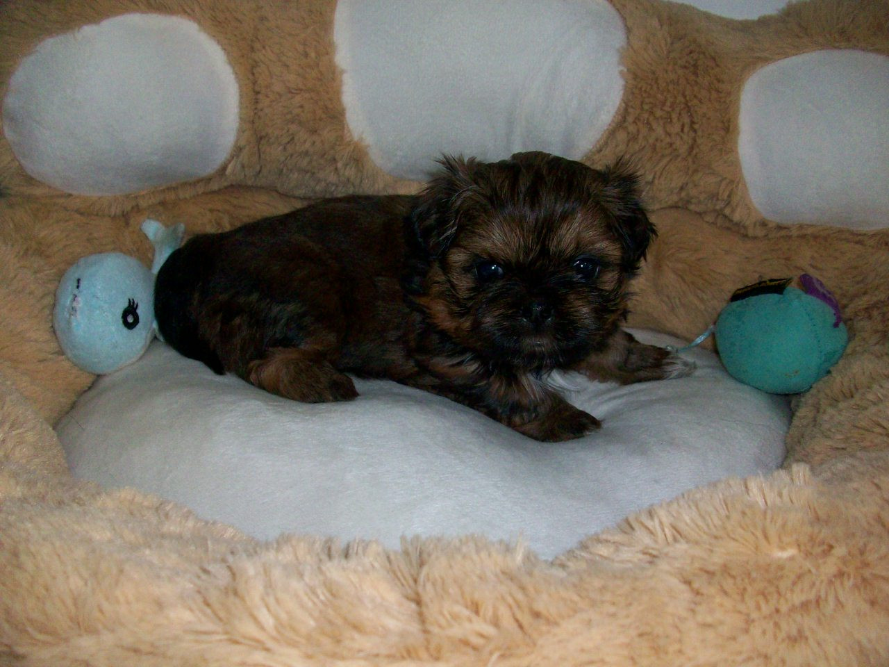 Du Manoir Des Dieux Du Ciel - Chiots disponibles - Shih Tzu