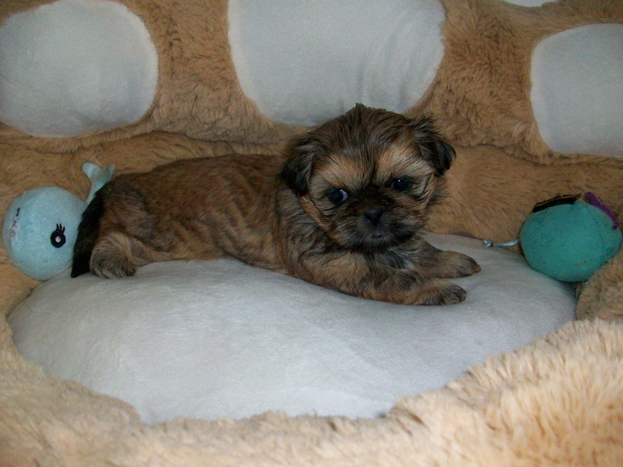 Du Manoir Des Dieux Du Ciel - Chiots disponibles - Shih Tzu