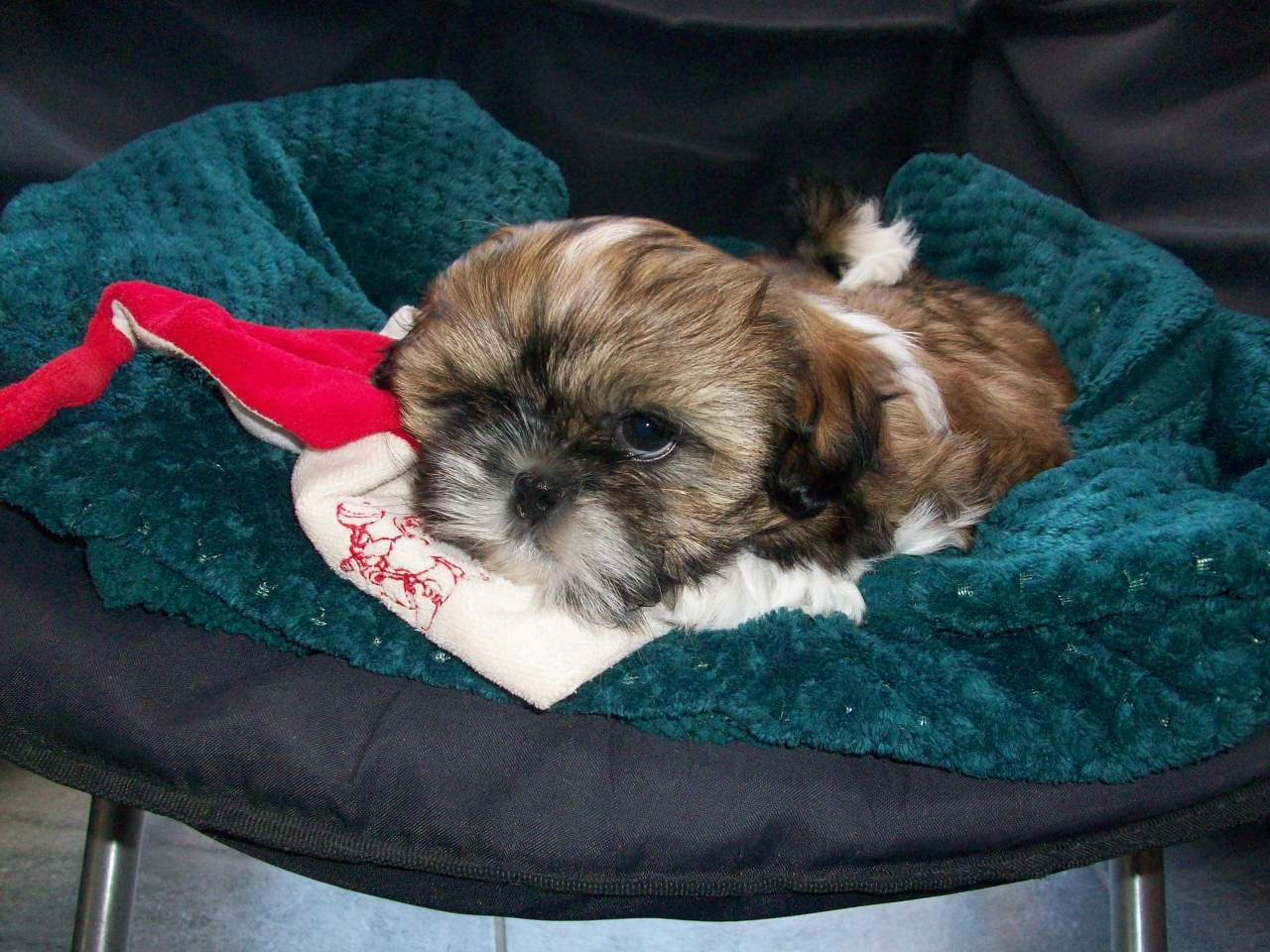 Du Manoir Des Dieux Du Ciel - Chiots disponibles - Shih Tzu