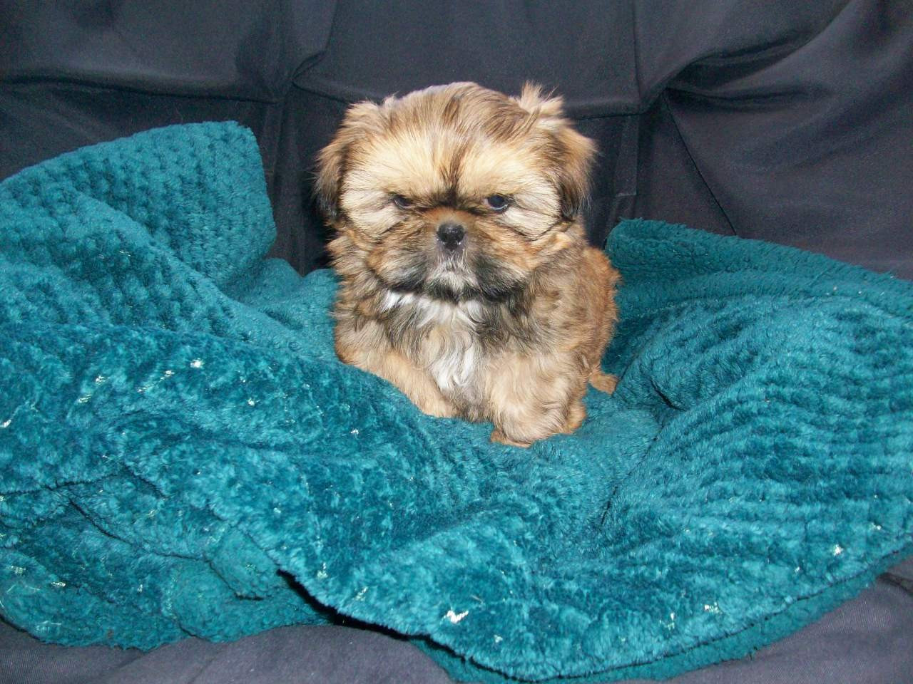 Du Manoir Des Dieux Du Ciel - Chiots disponibles - Shih Tzu