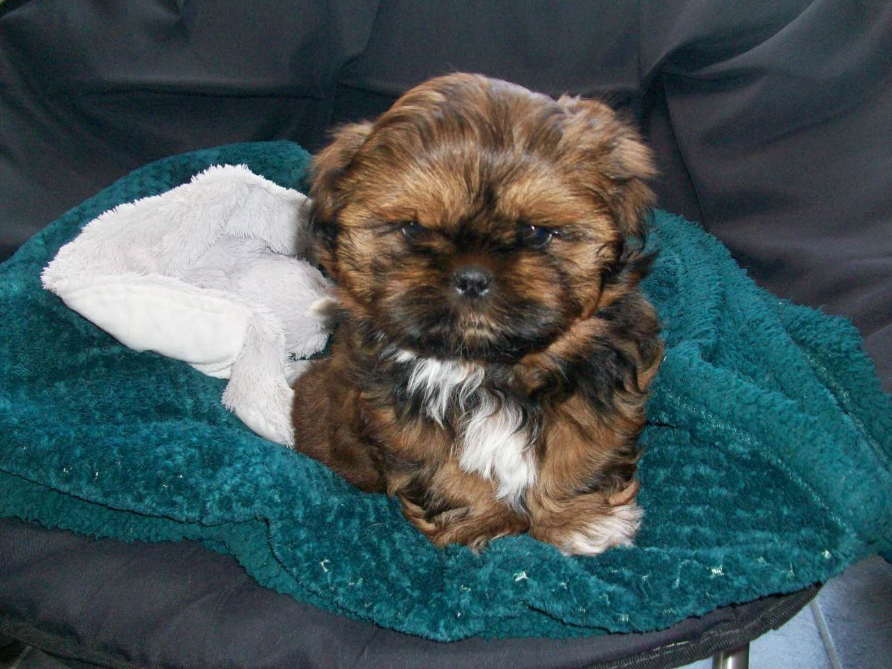 Du Manoir Des Dieux Du Ciel - Chiots disponibles - Shih Tzu